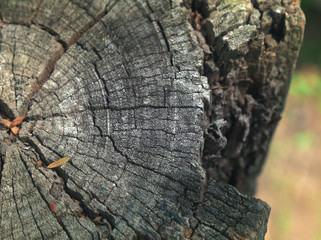 The top view of old and ruin tree's surface with the sunlight.