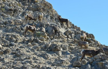 Desert Bighorn sheep in America