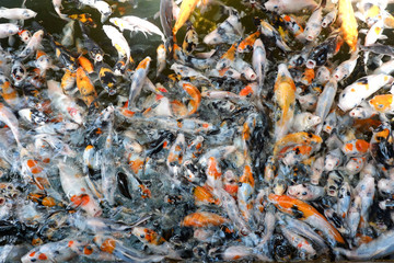 Many koi fish, blurred background.
