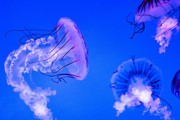 Beautiful purple Jellyfishes in the aquarium.