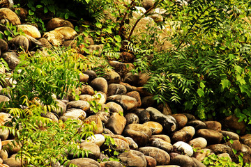 The  trees.rocks and stone on the bank of Ganga river