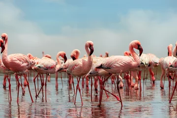 Fotobehang Wilde Afrikaanse vogels. Groep Afrikaanse rode flamingo vogels en hun reflectie op helder water. Walvisbaai, Namibië, Afrika © Yuliia Lakeienko