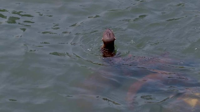 Singapore - Smooth-coated otter pups learning how to swim with her family -  slow motion