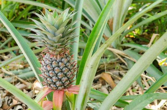 Pineapple Plant naturally growing.