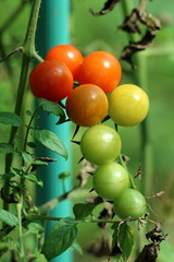 Cherry tomatoes in various colors from light green to yellow and red growing from single plant in local home garden surrounded with leaves on warm sunny summer day