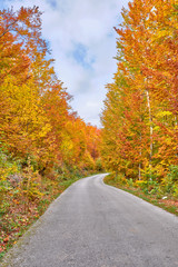 Fototapeta premium Road through the autumn orange forest