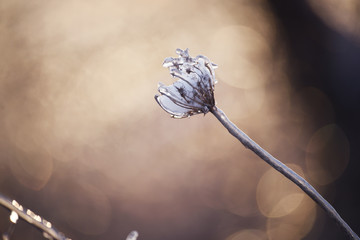  Magic flowers in icy sparkling on a beautiful natural background. Art photo. selective focus.