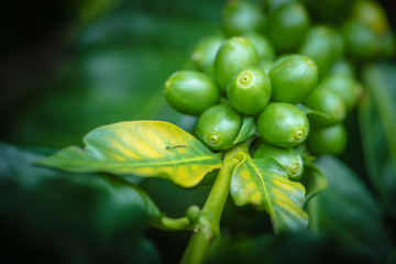 Coffee bean close-up view, Green Arabica seeds, Thailand