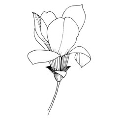 Vector magnolia floral botanical flower. Black and white engraved ink art. Isolated magnolia illustration element.