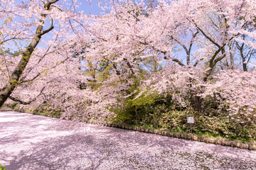 満開の桜　弘前公園