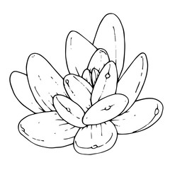 Vector succulent floral botanical flower. Black and white engraved ink art. Isolated succulents illustration element.