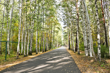 Indian summer - a road in a birch grove with yellow leaves. Autumn landscape.