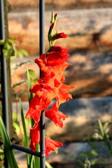 Gladiolus or Sword lily perennial cormous flowering plant with dense large open blooming orange flowers growing around metal support frame surrounded with sword shaped green leaves in local home garde