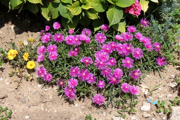 Hardy iceplant or Delosperma cooperi or Trailing iceplant or Pink carpet dwarf perennial plant with...