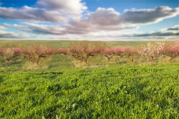 Fototapeta premium Grass.