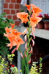 Lily or Lilium tall orange yellow perennial blooming flower surrounded with flower buds and other plants in front of red brick family house on warm sunny summer day