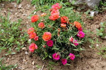 Moss rose or Portulaca grandiflora or Rose moss or Ten oclock or Mexican rose or Vietnam rose or Sun rose or Rock rose or Moss rose purslane fast growing annual plant with orange and dark pink flowers