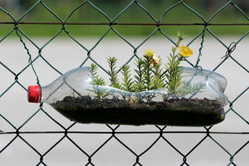 Moss rose or Portulaca grandiflora or Rose moss or Ten oclock or Mexican rose or Vietnam rose or Sun rose or Rock rose or Moss rose purslane fast growing annual plant with open blooming yellow flowers