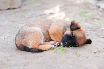 brown puppy is sleeping on the ground