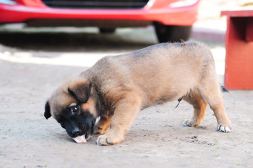 brown puppy eating from the ground