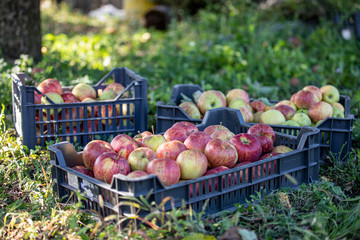 Fresh apples in a basket