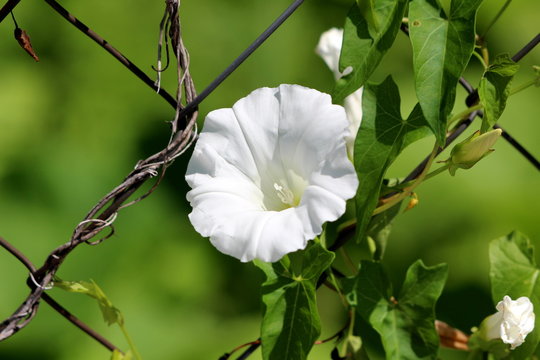 Open blooming Field bindweed or Convolvulus arvensis or European bindweed or Creeping Jenny or Possession vine herbaceous perennial plant white flower surrounded with green leaves and dry plants growi