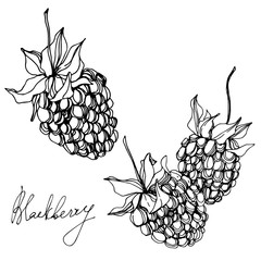 Blackberry healthy food. Black and white engraved ink art. Isolated blackberry illustration element.