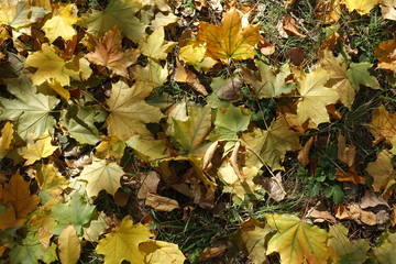 Multicolored fallen leaves of maple on green grass from above