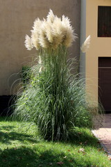Pampas grass or Cortaderia selloana perennial flowering plant tall narrow grass with long and...