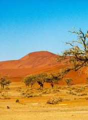 Fototapeta na wymiar Deadvlei in Namib-Naukluft national park Sossusvlei in Namibia, Africa