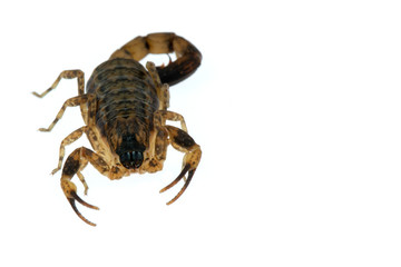 Brown Scorpion Poisonous animals isolated on the white background.