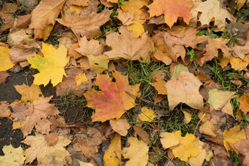 Red, brown and yellow maple leaves from above