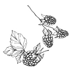 Blackberry healthy food. Black and white engraved ink art. Isolated blackberry illustration element.