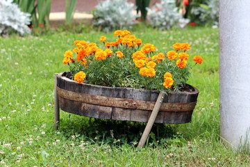 Retro vintage old leaning lower part of wooden barrel used as decorative large flower pot filled with English marigold or Pot marigold or Calendula officinalis or Scotch marigold blooming dark orange 