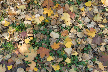 Multicolored fallen leaves covering Glechoma hederacea in autumn