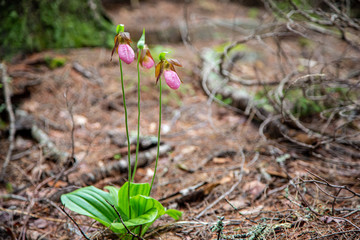Lady slippers flowering alongside trail in Acadia National Park, Maine