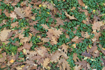 Pale brown fallen leaves coering Glechoma hederacea in November