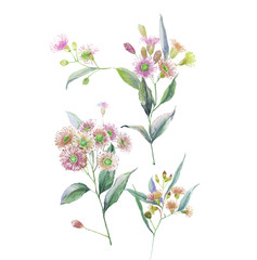 Watercolor small wild flower illustration