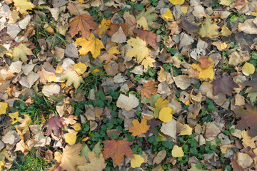 Varicolored fallen leaves covering Glechoma hederacea in autumn