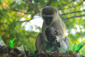 Mom With Baby The vervet monkey  is an Old World monkey of the family Cercopithecidae native to Africa. Males are famous for their bright blue testicles. Motherhood of animals.