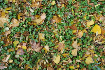 Wet fallen leaves covering Glechoma hederacea in October