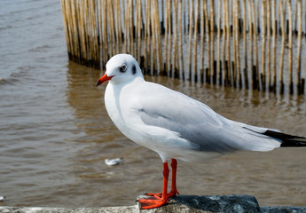 seagull on the beach.