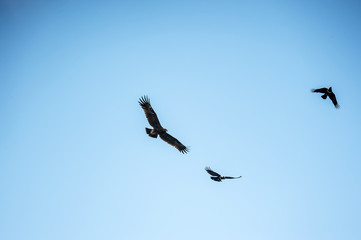 Fototapeta premium Greater Spotted Eagle in Mai Po Nature Reserve, Hong Kong (Formal Name: Clanga clanga)
