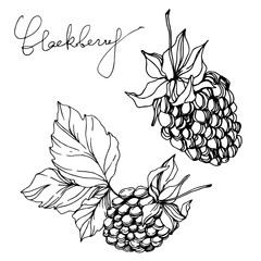 Blackberry healthy food. Black and white engraved ink art. Isolated blackberry illustration element.