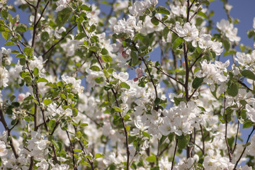 white apple blossom, apple tree in garden
