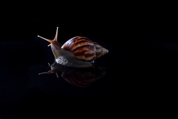 Achatina snails on a black background. Large snails. Snails on a black glass-black background. Snails on a dark studio background