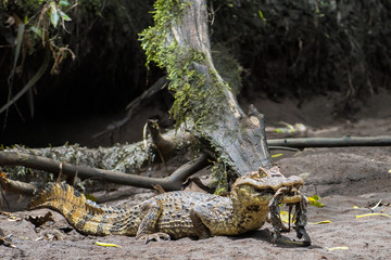 Caiman (Caiman crocodilus) with a prey in the mouth on a river bank just outside the forest. Rio Sarapiqui, Puerto Viejo de Sarapiqui, Costa Rica.