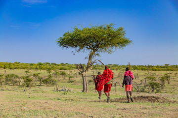 Bush walk with masaais in Masai mara - obrazy, fototapety, plakaty