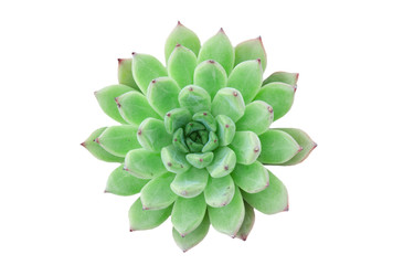 Top View of Green Echeveria Succulent Plant ,White Background