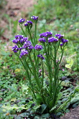 Statice or Limonium sinuatum or Wavyleaf sea lavender or Sea lavender or Notch leaf marsh rosemary...